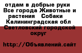 отдам в добрые руки - Все города Животные и растения » Собаки   . Калининградская обл.,Светловский городской округ 